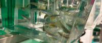 fish in a plastic tank